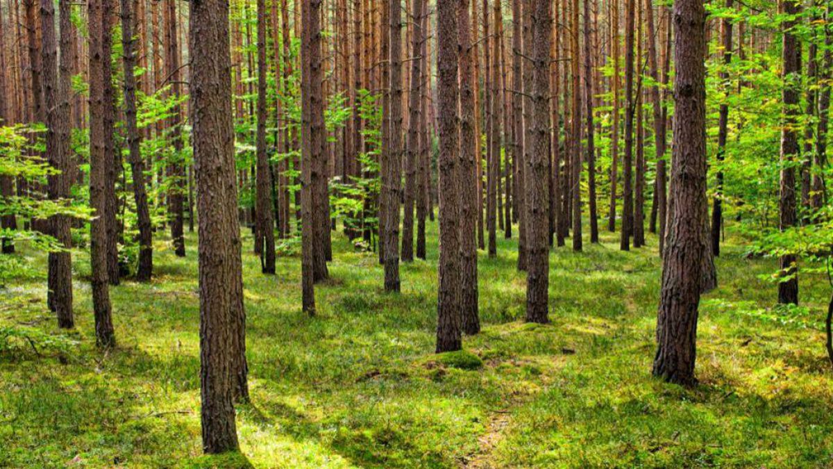 Polonia: Persoane necunoscute au tăiat copaci de pe proprietatea ministrului mediului, autorul legii care a permis defrișări