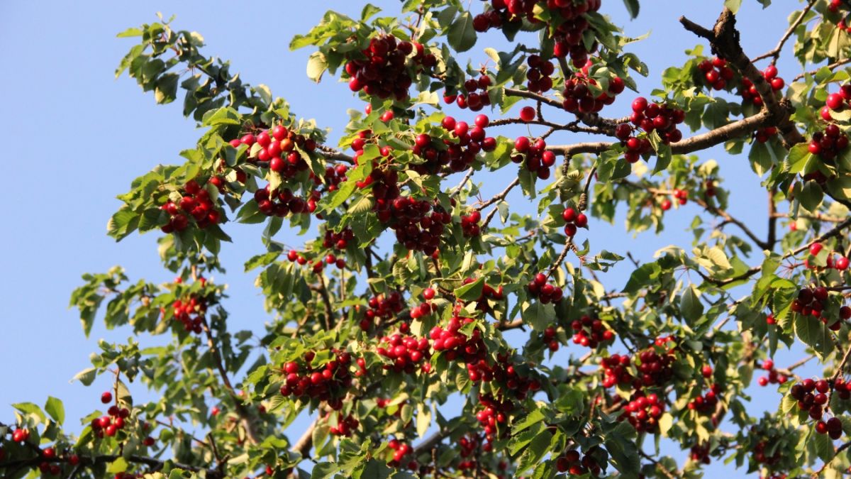 Prima săptămână de vară se încheie cu temperaturi de până la +30 C