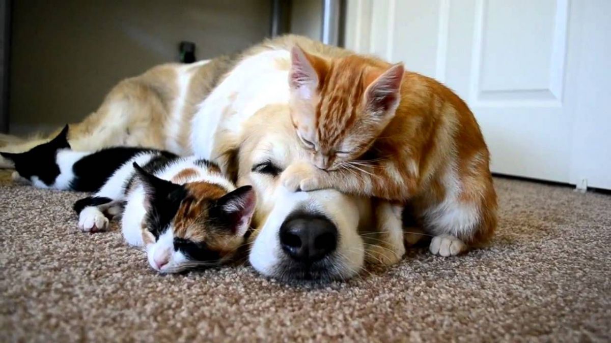 Primăria Ialoveni a dat start unei campanii de sterilizare a animalelor de companie și a celor din stradă