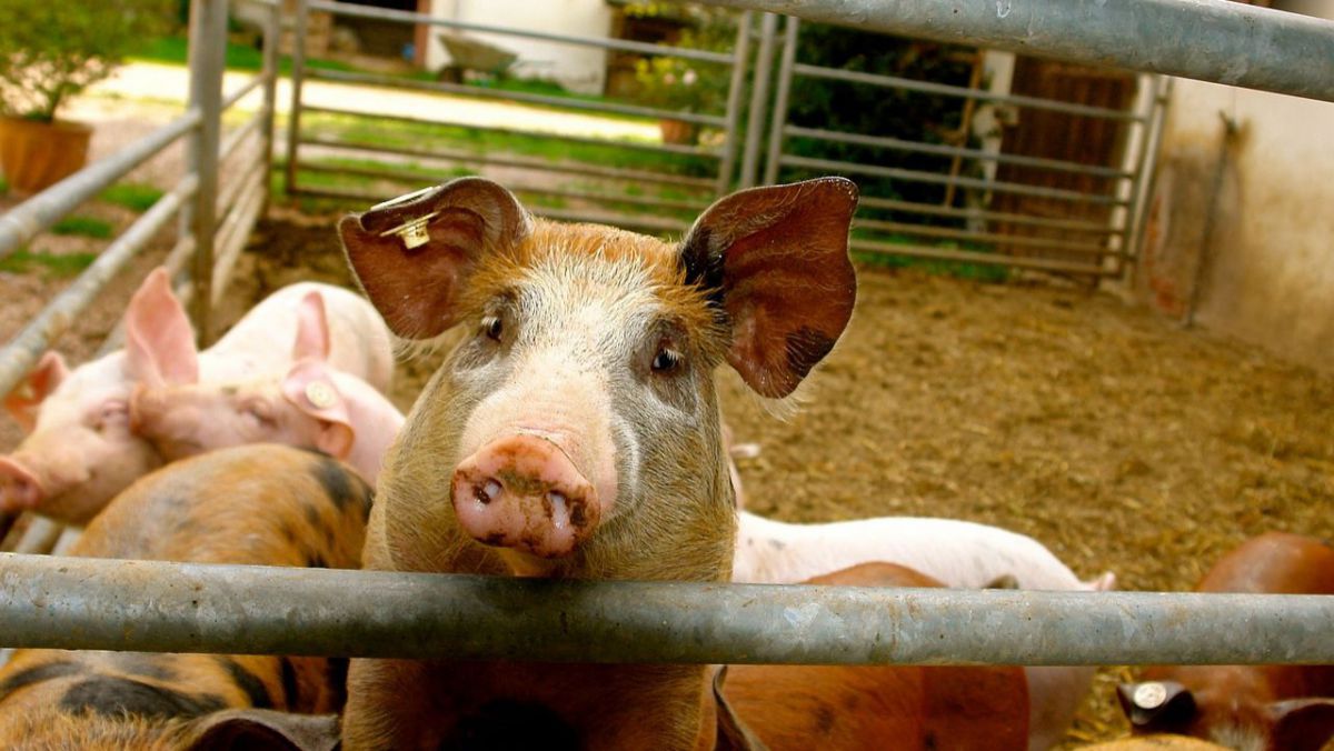 Primul focar de pestă porcină a fost confirmat în România