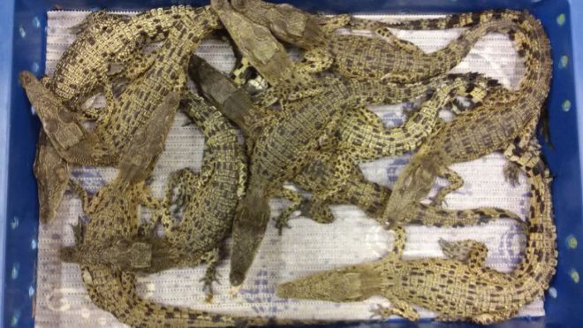 Prinși cu 50 de crocodili în sac. Descoperirea incredibilă a unor vameși de pe aeroportul londonez Heathrow