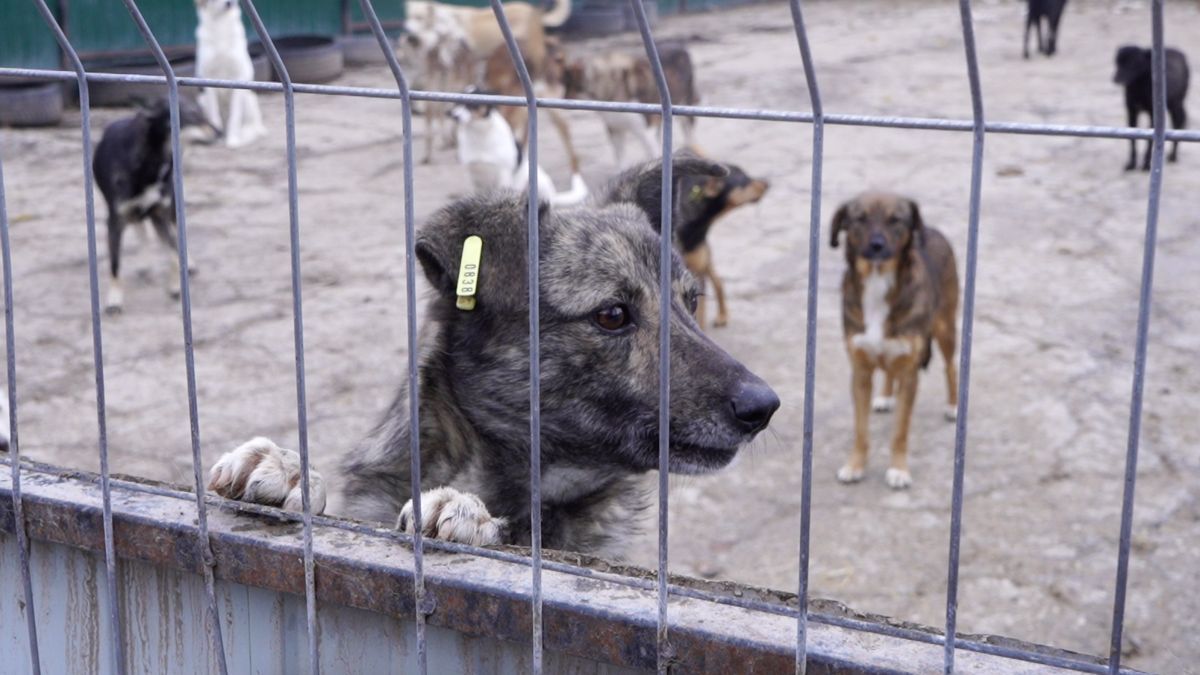 Problema animalelor cu și fără stăpân din municipiul Chișinău va fi analizată de o comisie a CMC