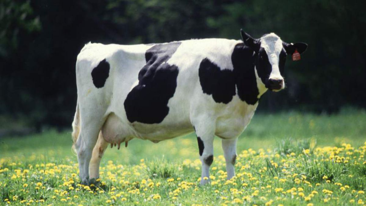 Producția animalieră crește cu 6%, iar acea vegetală scade cu 15%, în prima jumătate a anului curent