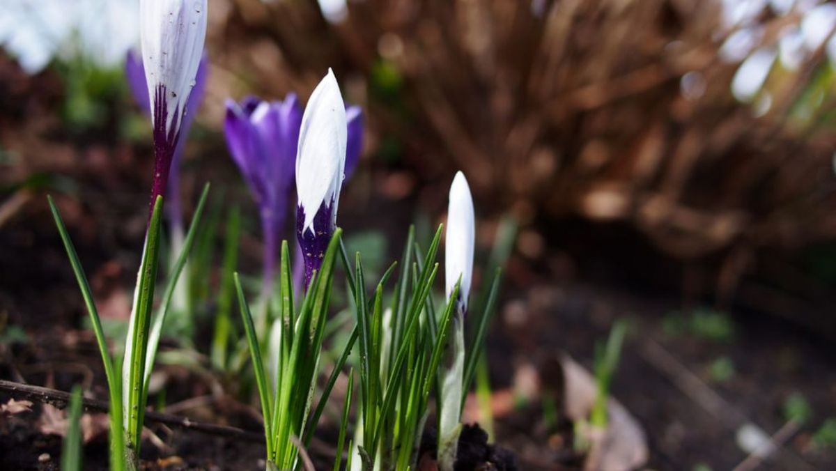 Prognoza meteo în ajun de 8 martie: Ce spun meteorologii