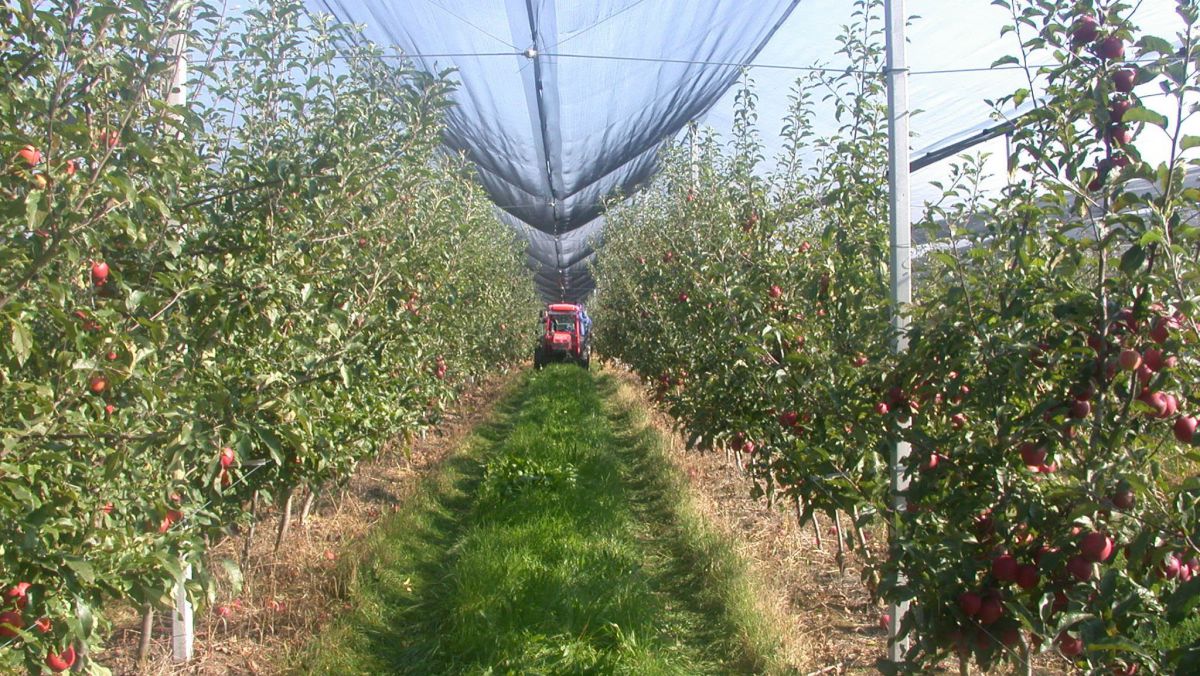 Proiectul MAC-P II va oferi agricultorilor moldoveni granturi de 10 mln de dolari