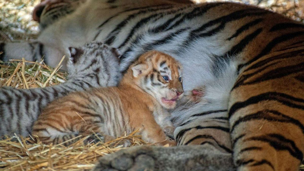 Puii de tigru de la Grădina Zoologică sunt pregătiți de primele întâlniri cu vizitatorii (FOTO)