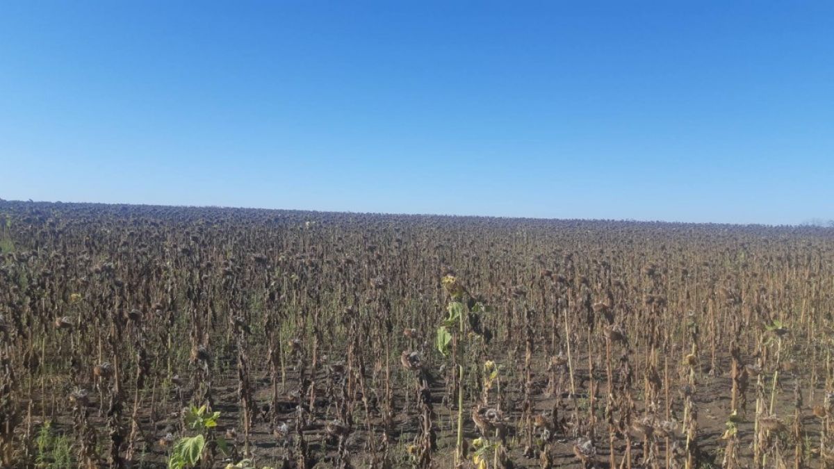 Recolta de floarea-soarelui ajunge la 200-300 de kg/ha, în raioanele din sudul țării