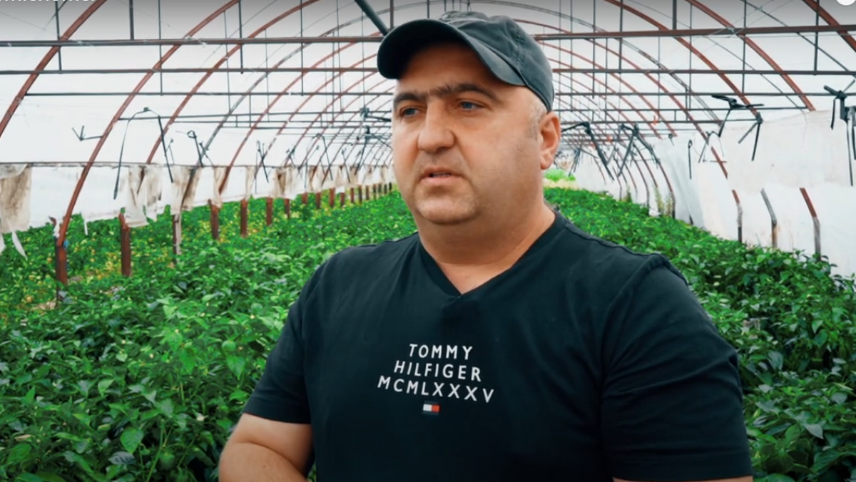 Roșii, castraveți și ardei - toate made in Moldova. Află cum frații Bobirca cresc legume fără a folosi insecticide (VIDEO)