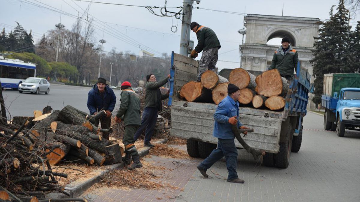 Sâmbătă, mai mulți arbori din Centru și Botanica vor fi defrișați. Ce va apărea în loc