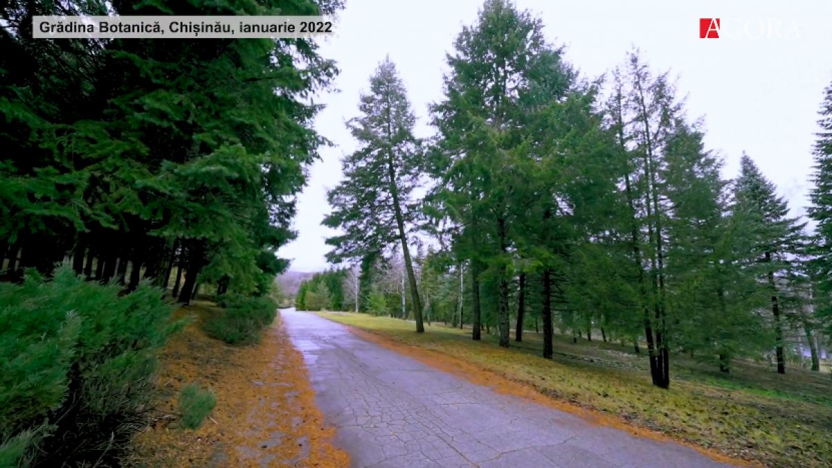 Sanctuarul vântului hoinar și al cântecului de păsări | Cum arată, în ianuarie, Grădina Botanică din Chișinău (NO COMMENT)