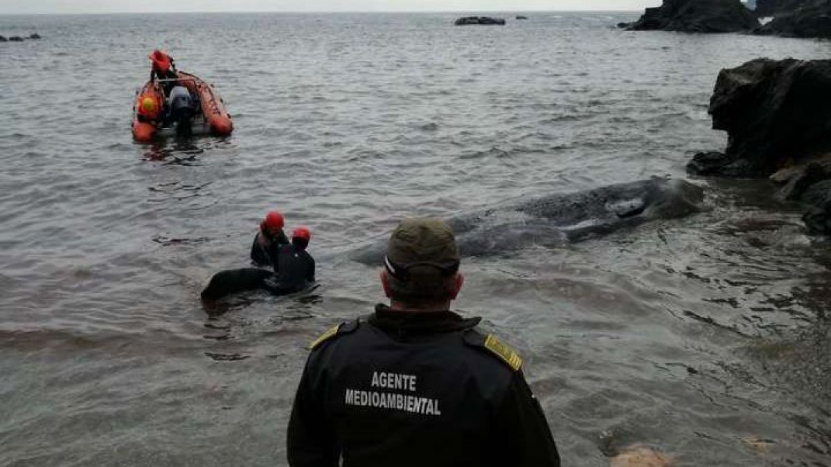 Spania: 29 de kilograme de deșeuri din plastic, găsite în stomacul unui cașalot mort