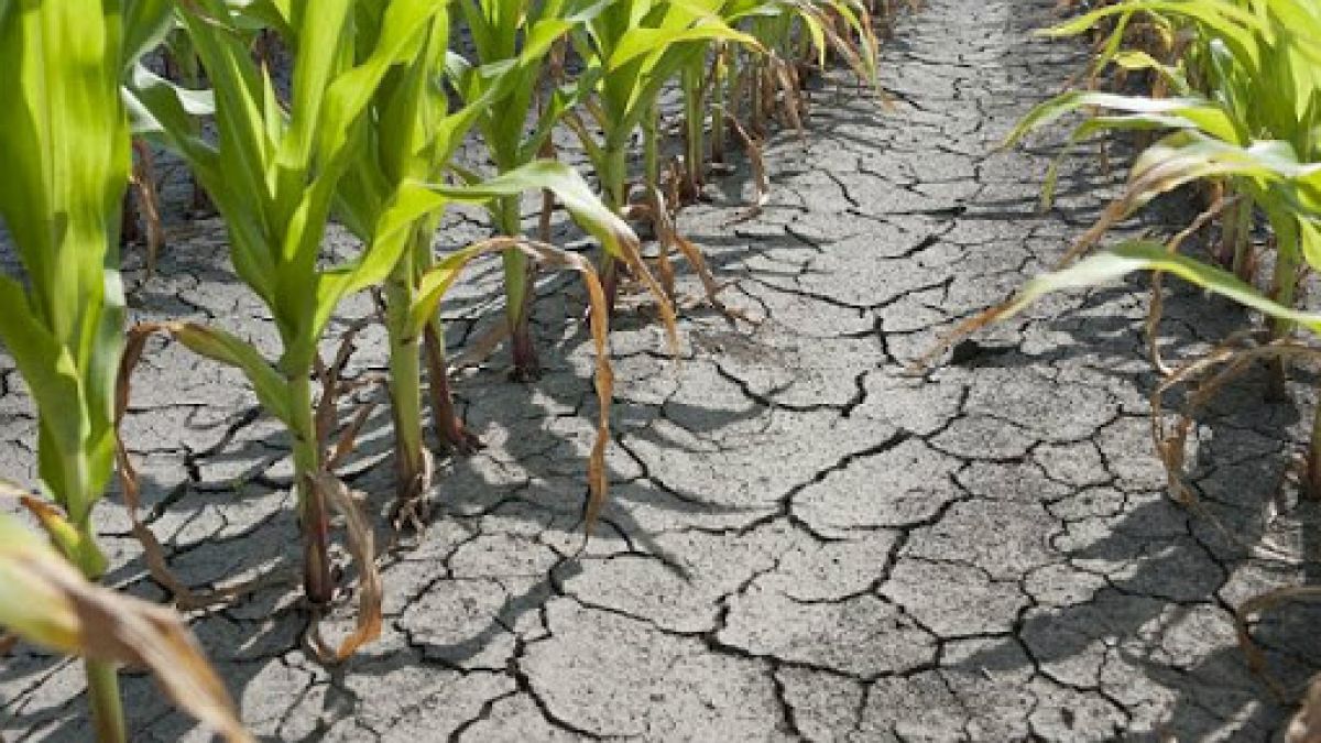 Statul promite să pună umărul la nevoile agricultorilor. Chicu: „Vom aloca bani suplimentari în funcție de pierderile înregistrate”