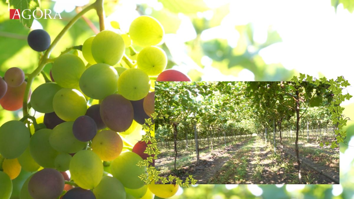 Tehnologiile aplicate în vița-de-vie din Căinari va tripla rodul din anii viitori. Cum au reușit agricultorii să „răsfețe” strugurii mustoși (VIDEO)