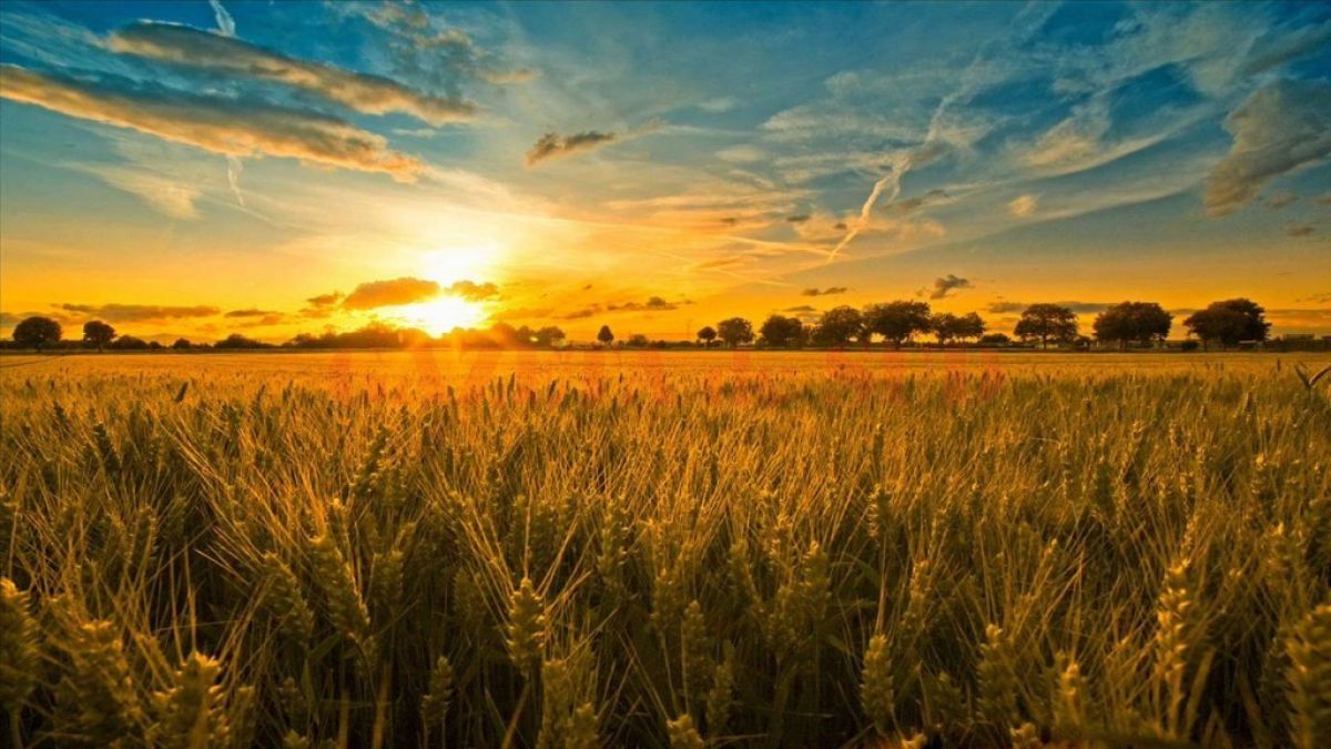 Temperaturi caniculare pe întreg teritoriul R. Moldova. Valoarea maximă va ajunge până la 33 de grade Celsius