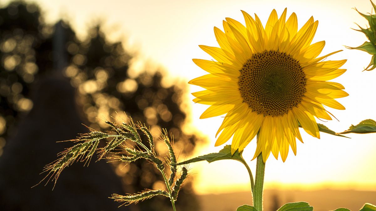 Temperaturi maxime de 33 de grade Celsius: Cum va fi vremea în următoarele zile