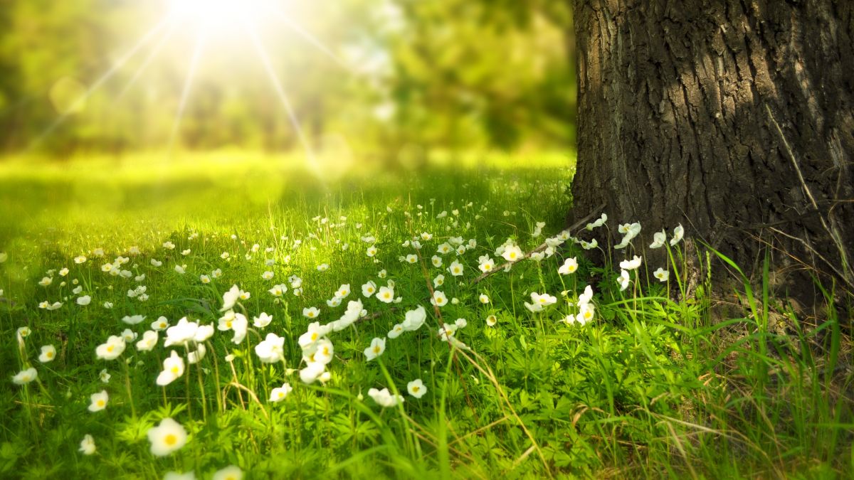 Temperaturi maxime de 33 de grade Celsius: Cum va fi vremea pe parcursul săptămânii