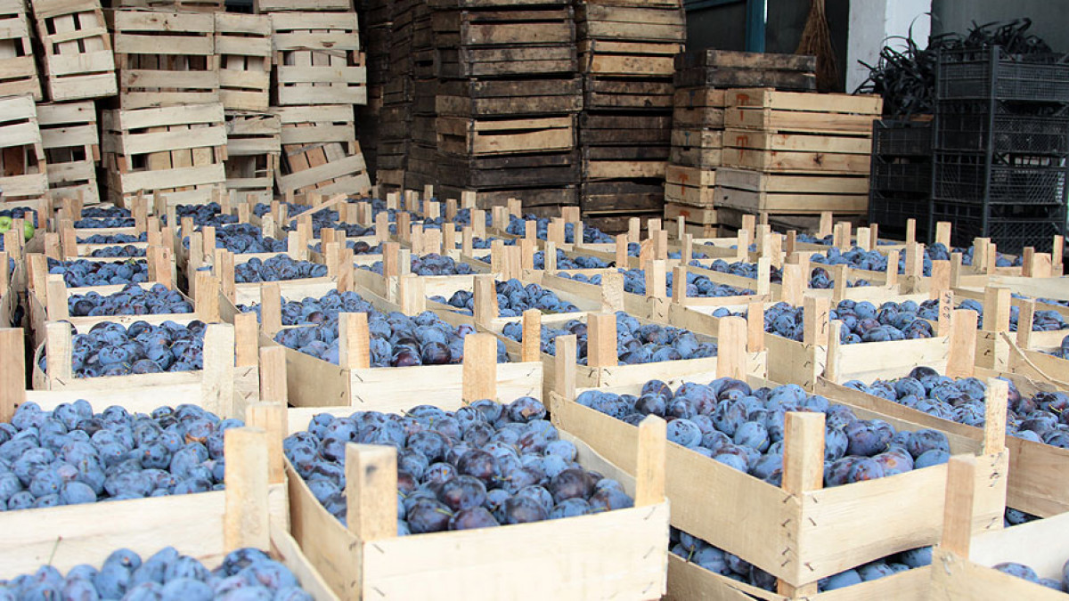 Tot mai multe prune moldovenești, exportate în Germania. Volumul a crescut de 30 de ori în ultimii patru ani