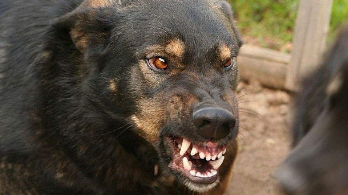 Trei cazuri de rabie, confirmate în ultimele două săptămâni
