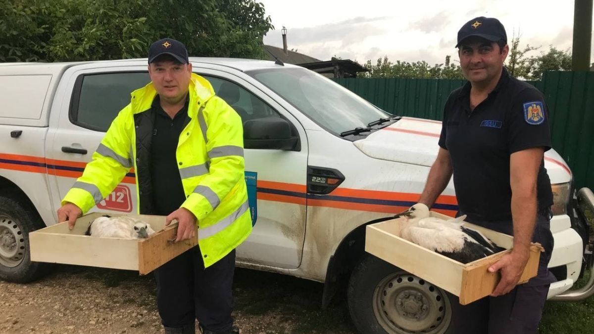 Trei cocostârci au înnoptat la IGSU. Salvatorii din Căușeni au venit în ajutorul puilor căzuți din cuib (FOTO, VIDEO)
