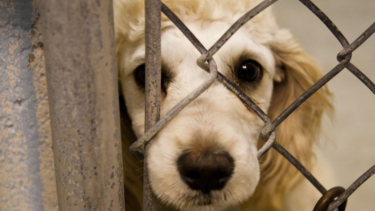 Uciderea animalelor de companie ar putea fi pedepsită penal. Cât ar putea risca agresorul