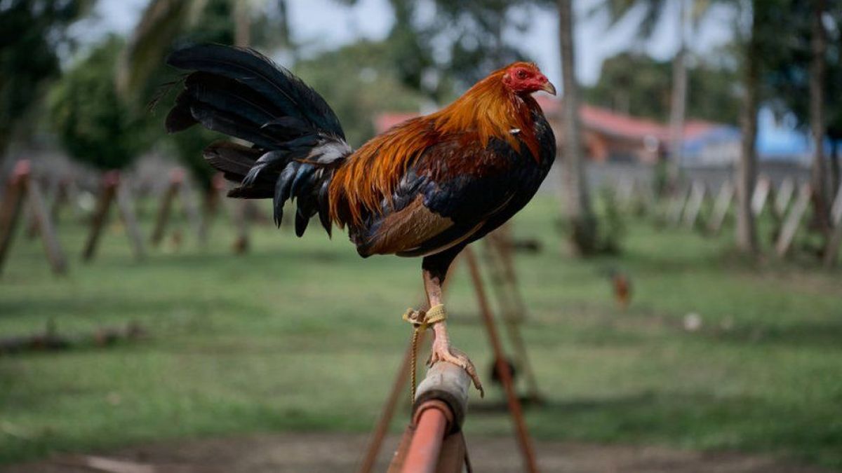 Un bărbat din India a murit după ce a fost rănit de cocoșul său de luptă