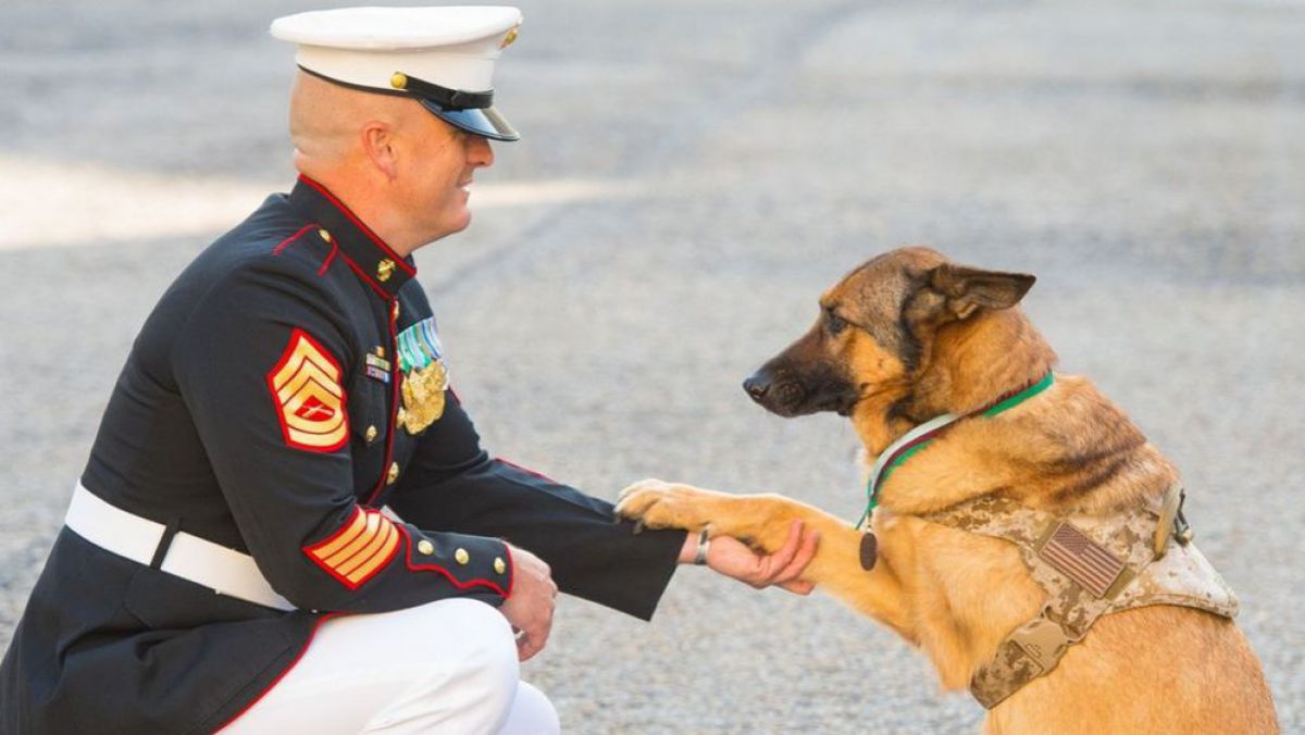 Un câine erou, participant la Invazia aliată din Sicilia, a fost decorat post-mortem