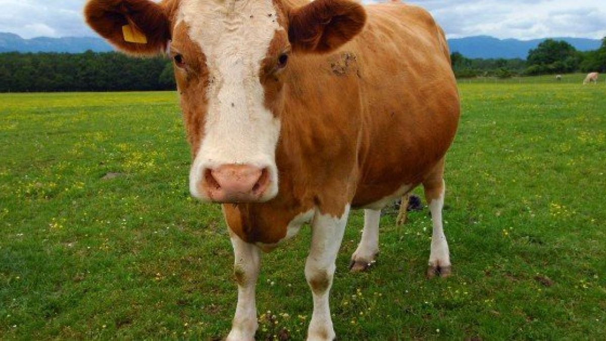 Un caz pozitiv de rabie, înregistrat la o bovină în raionul Hîncești