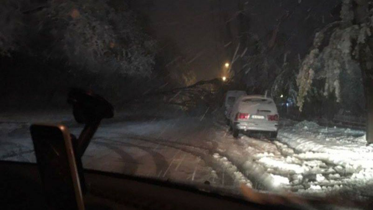 Un copac doborât de ninsoare blochează traficul de pe str. Gh. Asachi din Chișinău 