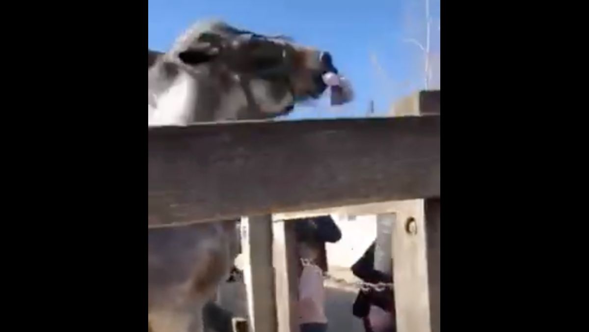 O fetiță de doi ani, la un pas să fie atacată de un cal, la grădina zoologică din Bardar. Reacția administrației: „Nu i-a plăcut căciula fetiței” (VIDEO)