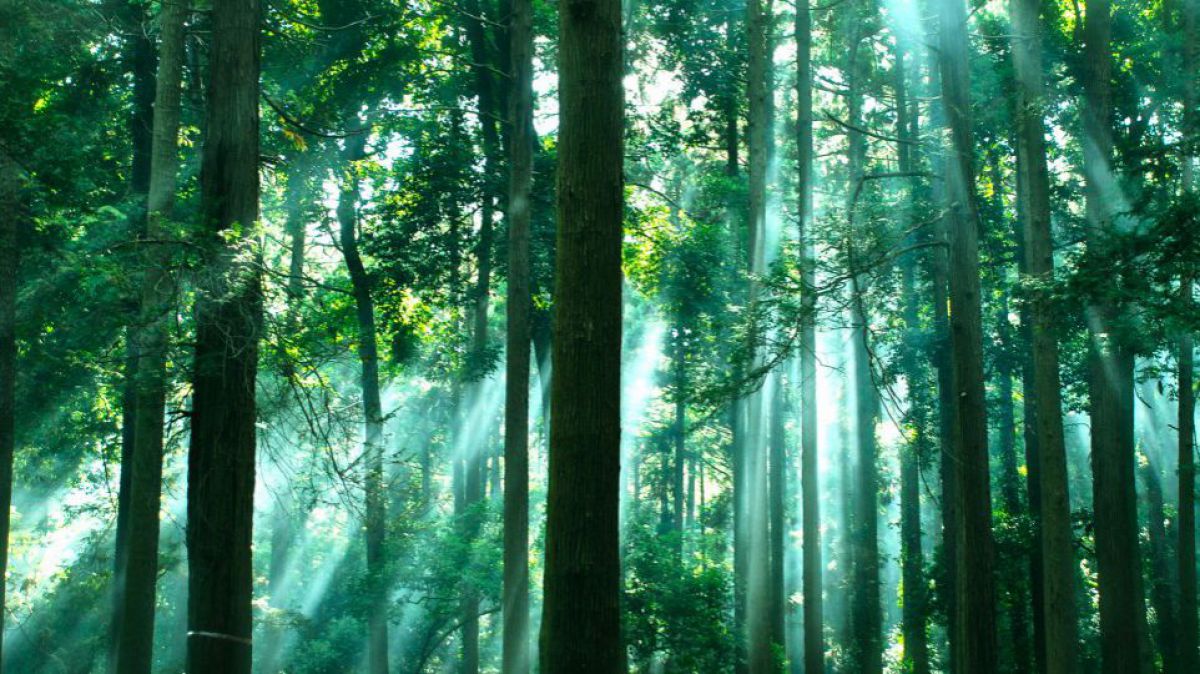 Un grup de entuziaști își propune să planteze un milion de arbori în R. Moldova