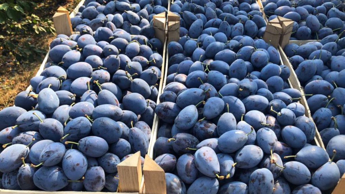 Un lot de prune moldovenești, interzis pe piața din Federația Rusă. Aproximativ 20 de tone fructe, distruse la vamă