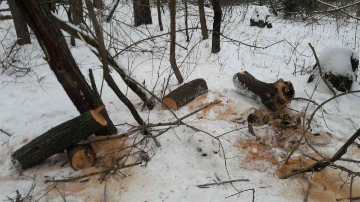 FOTO. Un moldovean, prins la frontieră în timp ce defrișa ilegal arbori