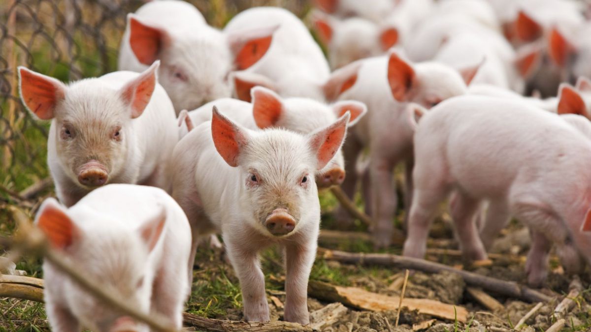 Un nou focar de pestă porcină. De această dată, la Vulcănești