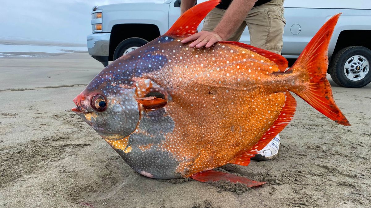 Un pește neobișnuit, de 45 de kg a fost descoperit pe o plajă din Oregon (FOTO)