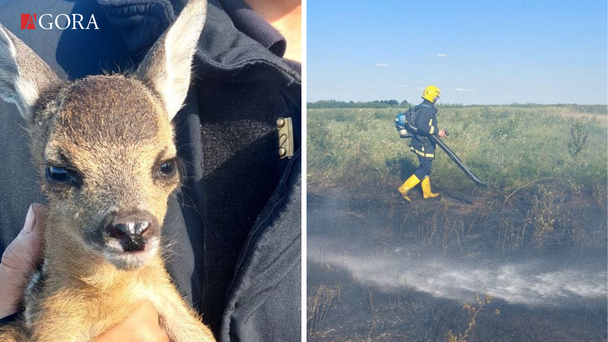 Un pui de căprioară a fost salvat de pompieri, în urma unui incendiu. Acesta a fost dus la Zoo