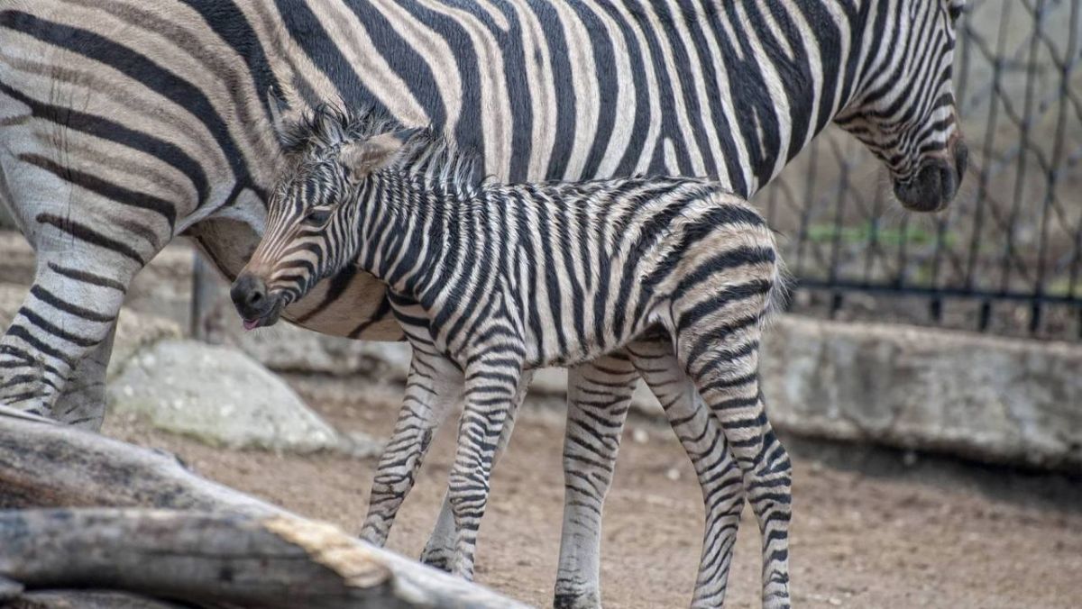 Un pui de zebră s-a născut la Grădina Zoologică din capitală