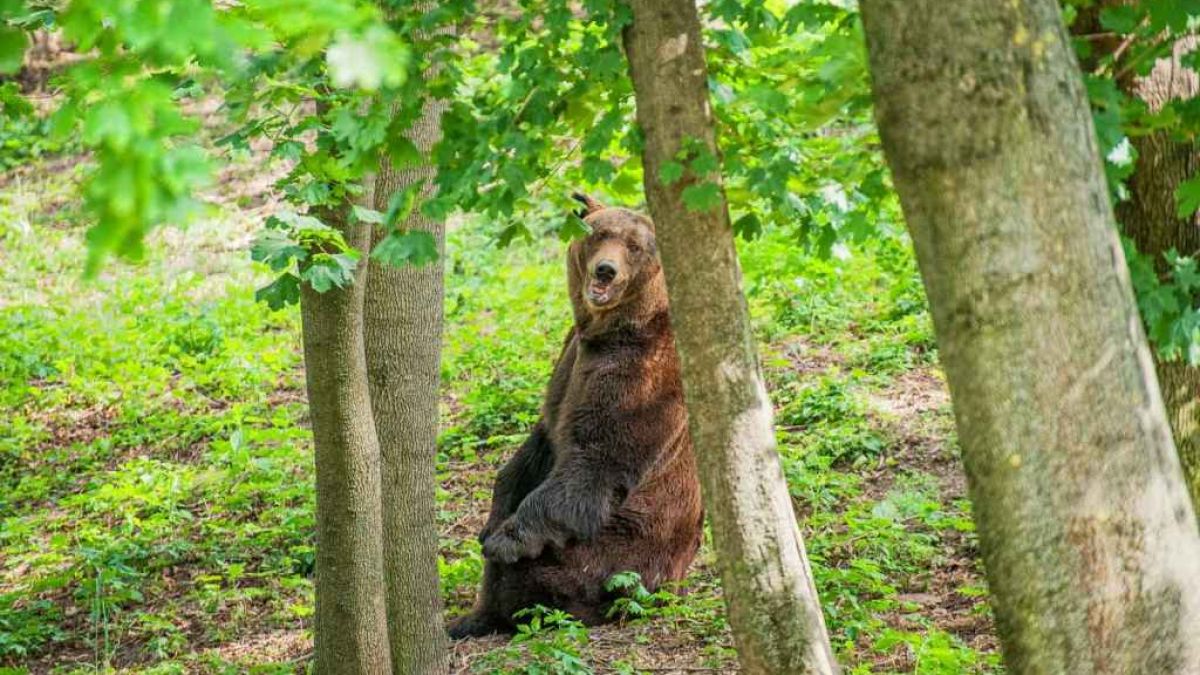 Ursul de la Grădina Zoologică și-a schimbat bârlogul. Acum are mai mult spațiu și este mai aproape de natură (FOTO)