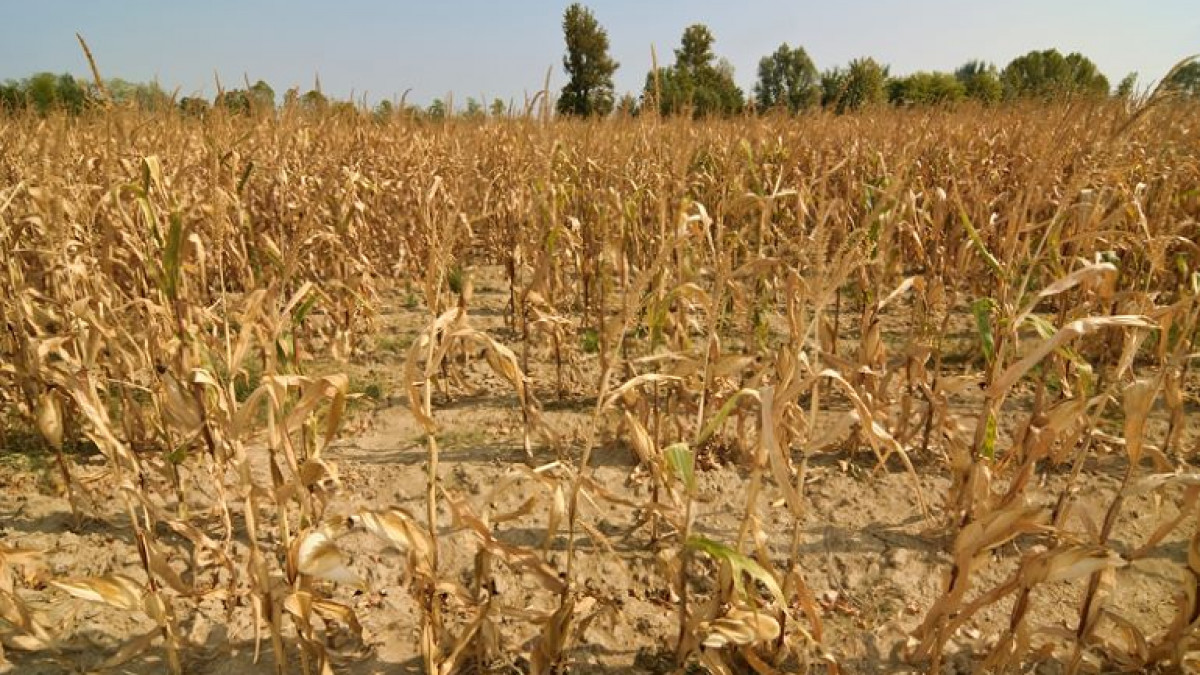 Veste bună pentru agricultori. Termenul de achitare a impozitului funciar a fost extins până la 25 noiembrie 