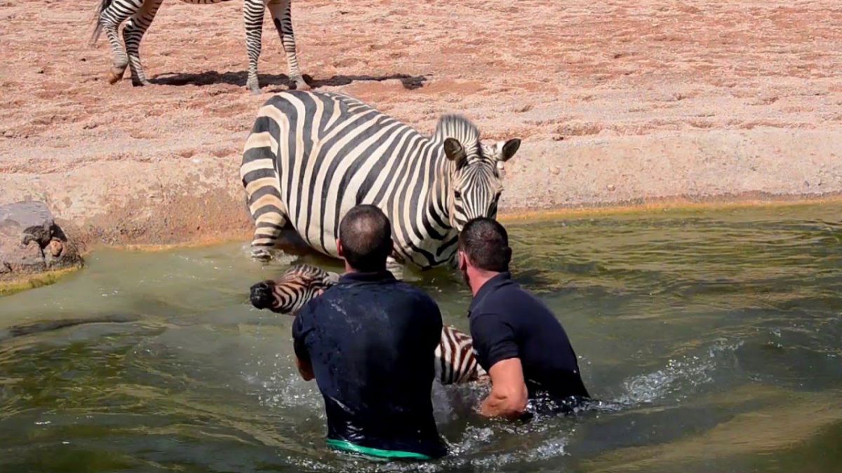VIDEO. Angajații unei grădini zoologice salvează o zebră nou-născută care a căzut în apă 
