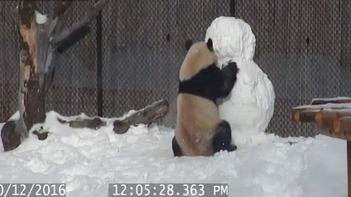 VIDEO. Cum reacționează un panda la un om de zăpadă