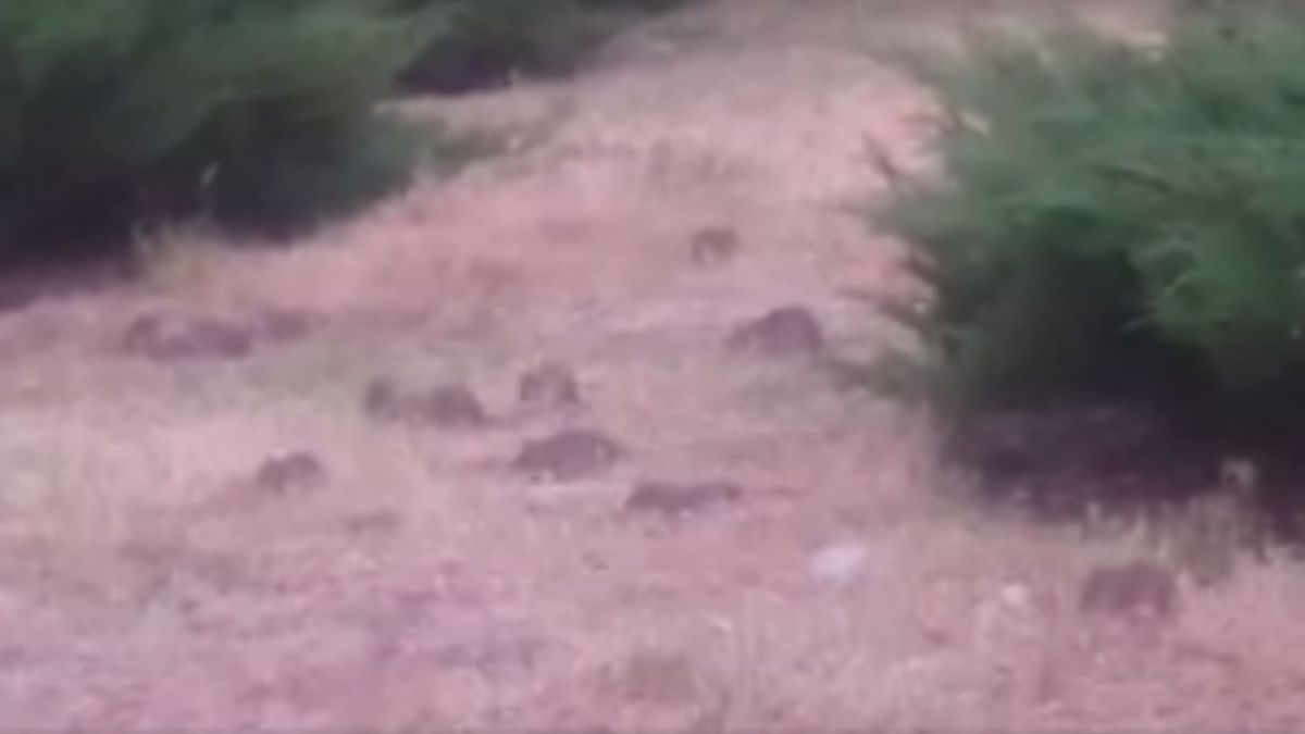 VIDEO. Efectele deșeurilor evacuate cu întârziere? Zeci de șobolani, surprinși în centrul capitalei