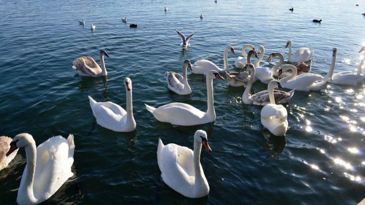 VIDEO. Pentru prima dată în ultimii ani! Un stol de lebede s-a aciuat pe lacul Ghidighici