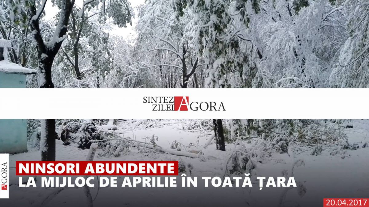 VIDEO. Sinteza Zilei: La mijloc e primăvară, zăpada copaci doboară, iar Platon stă la răcoare