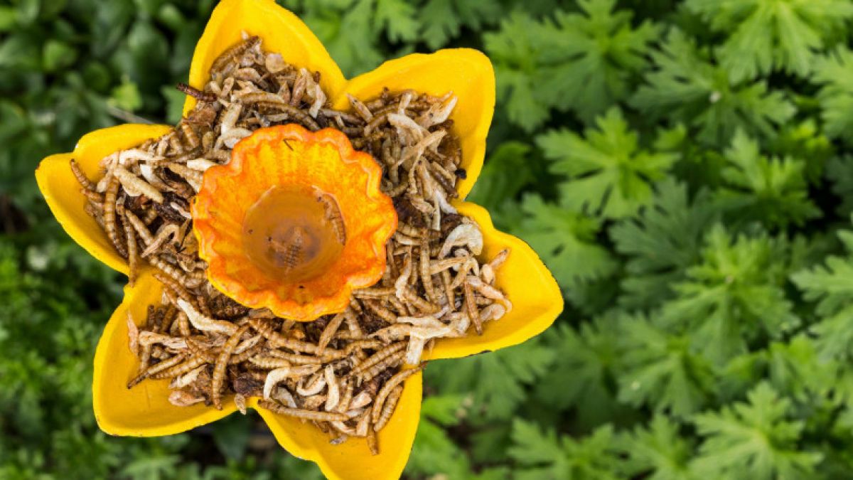 Viermii de făină au devenit aliment în UE. Statele membre au aprobat, în premieră, o insectă pentru consum uman