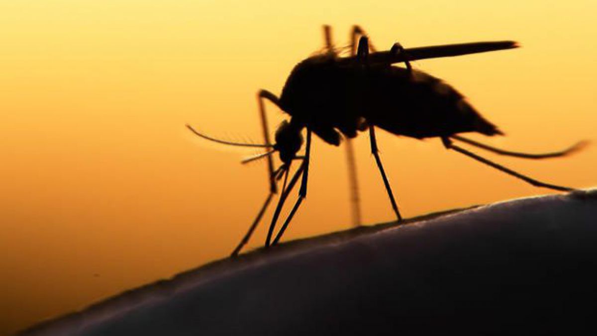 Virusul Zika. Femelele de țânțari pot transmite infecția descendenților