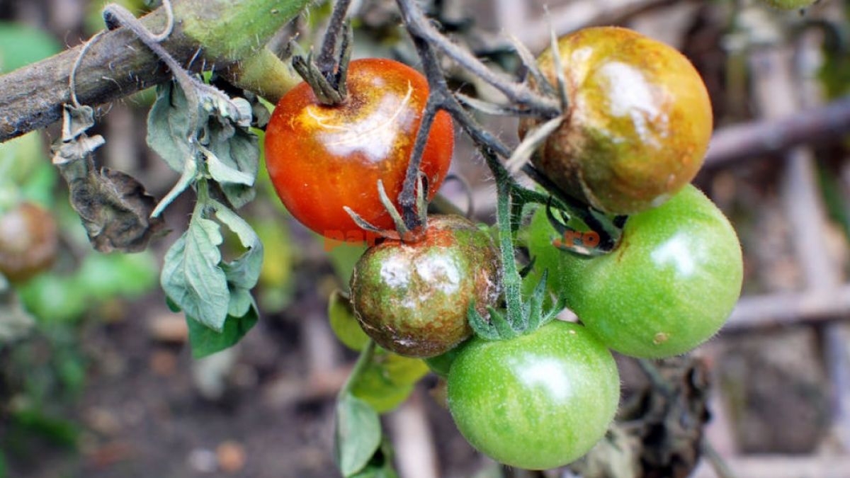 Vom mânca mai puține roșii anul acesta? ANSA avertizează agricultorii: tomatele pot fi afectate