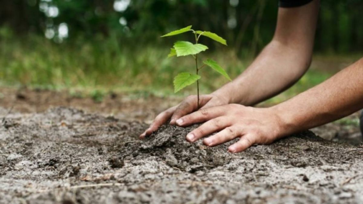 Ziua Internațională a Pădurilor: Peste 264 de mii de copaci vor fi plantați pe 93 de hectare de teren