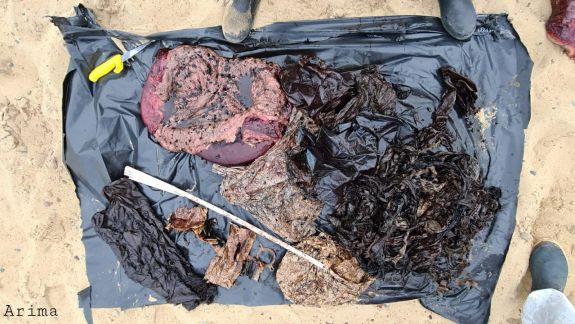  16 kilograme de plastic au fost găsite în stomacul unei balene care a eșuat pe o plajă din Franța