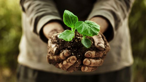 Decizia Organizaţiiei Naţiunilor Unite: anul 2020 este dedicat sănătății plantelor la nivel mondial