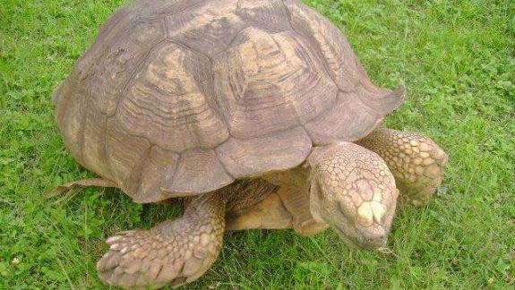 A murit cea mai bătrână broască țestoasă din Africa. Avea 344 de ani